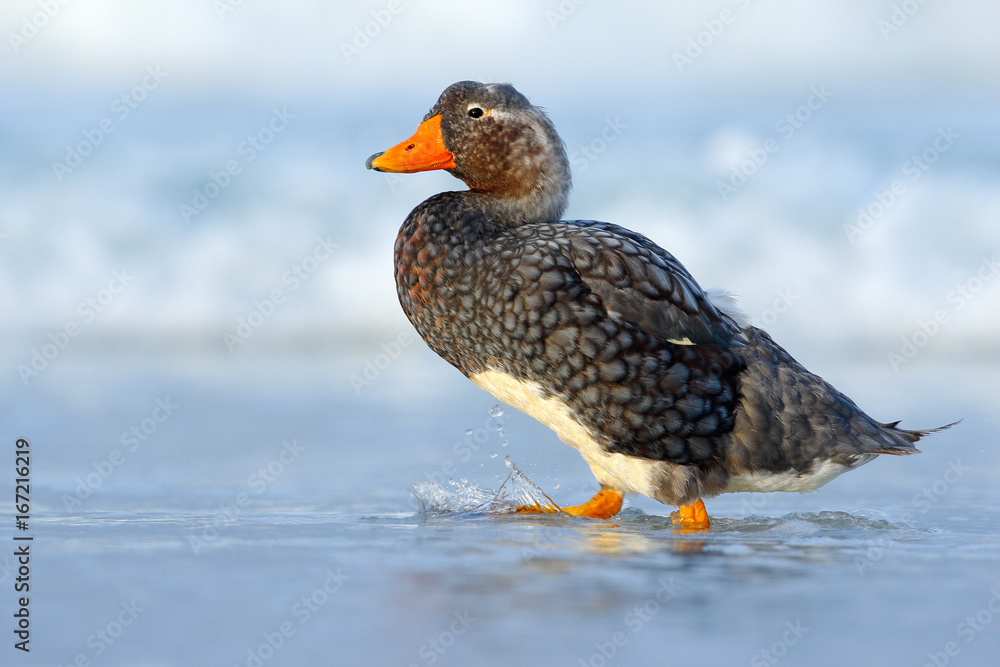 Kelp goose, Chloephaga hybrida, is a member of the duck, goose. It can be found in the Southern part of South America; in Patagonia, Falkland Islands. Bird, wildlife nature. Duck in the blue water. Kelp goose, Chloephaga hybrida, is a member of the duck, goose. It can be found in the Southern part of South America; in Patagonia, Falkland Islands. Bird, wildlife nature. Duck in the blue water.