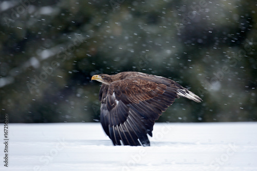 Bird of prey White-tailed Eagle flying in the snow storm with snow flake during winter. Eagle in fly . Action wildlife scene from nature.