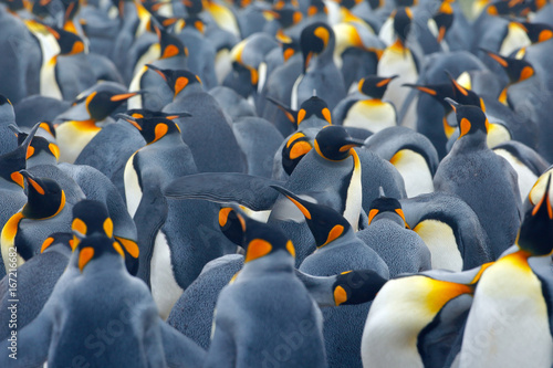 King penguin colony. Many birds together, in Falkland Islands. Wildlife scene from nature. Animal behaviour in Antarctica. Penguin nesting colony. Art view on nature. Penguins group in nature habitat.