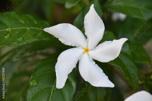 White flower