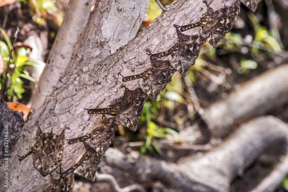 Morcego-narigudo (Rhynchonycteris naso) | bat Morcego-narigudo (Rhynchonycteris naso) | bat