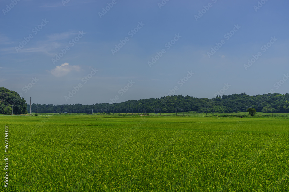 夏の千葉の田園風景 夏の千葉の田園風景