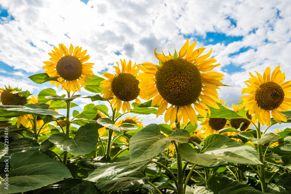 Fototapeta premium Detail of very beautiful fresh sunflower growth on big field