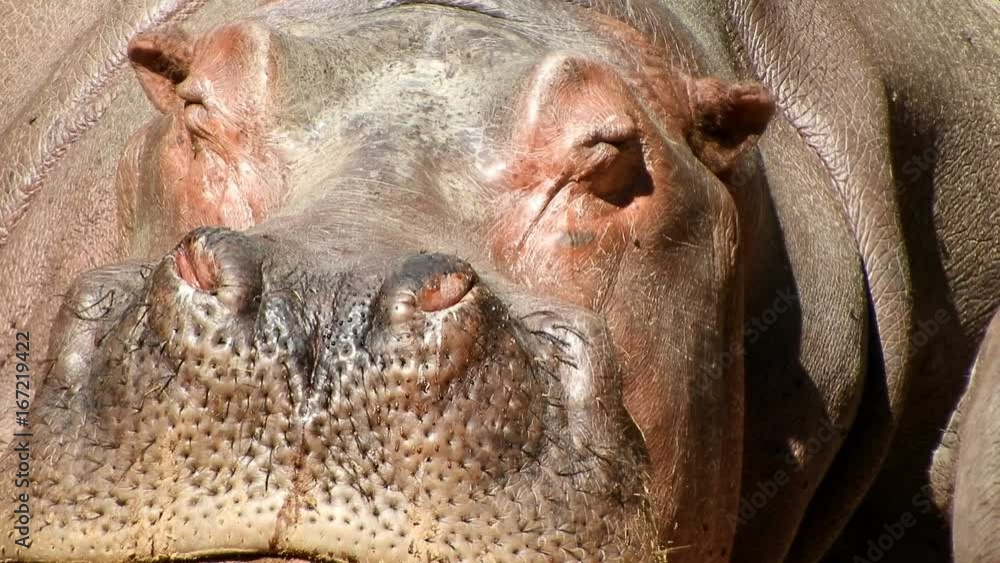 Close up of Hippopotamus amphibious (Hippo), lying on sand, basking in the sun. Front on. Close up of Hippopotamus amphibious (Hippo), lying on sand, basking in the sun. Front on.