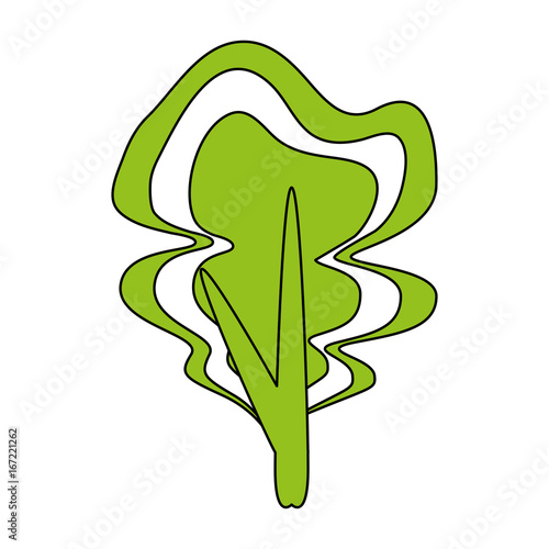 spinach vector illustration