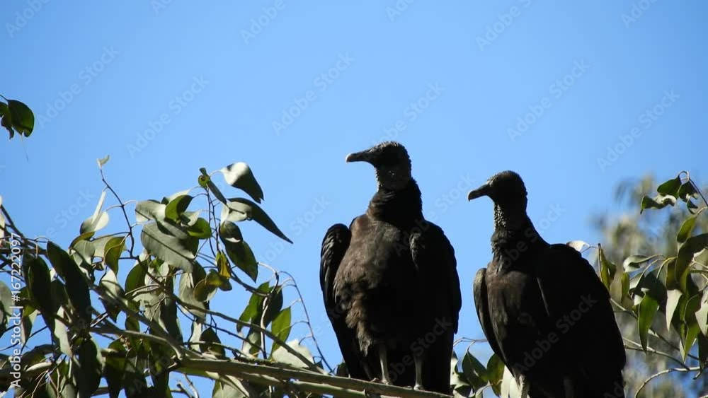 Two Black American Vultures (Coragyps atratus), sitting on Eucalyptus branch against perfect blue sky. Two Black American Vultures (Coragyps atratus), sitting on Eucalyptus branch against perfect blue sky.