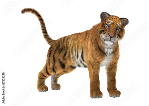 Fototapeta Naklejka Na Ścianę i Meble -  3D Rendering Big Cat Tiger on White