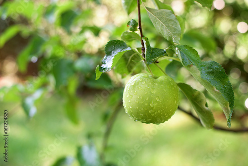 Wallpaper Mural Apple on a brаnch Torontodigital.ca