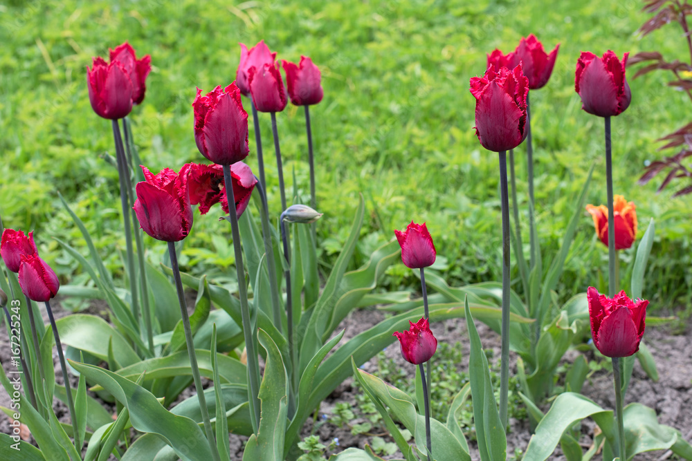 Fototapeta premium Fimbriated magenta tulips against the background of grass