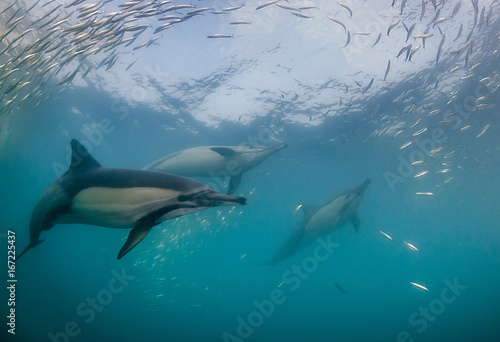 Common dolphins feeding on sardines during the annual sardine run off the east coast of South Africa. © wildestanimal
