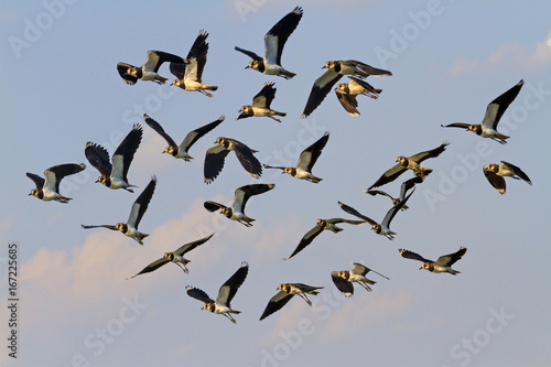 Foto flock of black and white northern lapwings