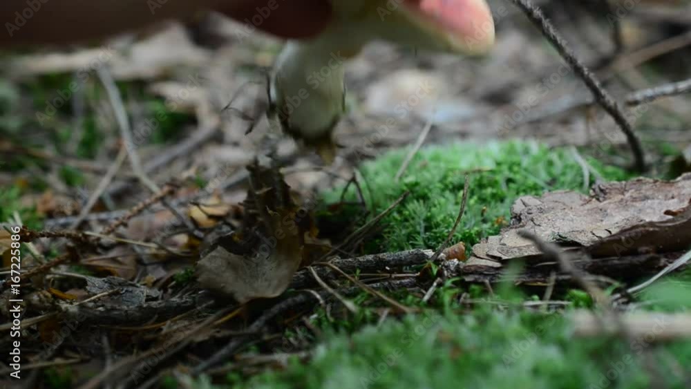 We cut off mushrooms in the wood. Mushroom Russula. We cut off mushrooms in the wood. Mushroom Russula.