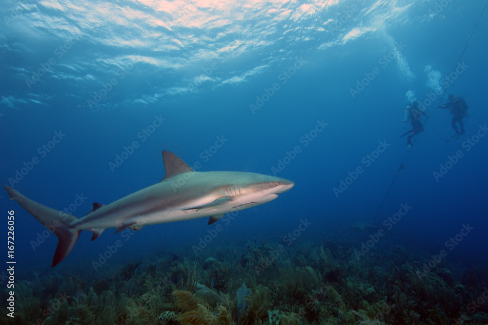 The Caribbean reef shark (Carcharhinus perezii) in the foreground, in the background two divers at the rope