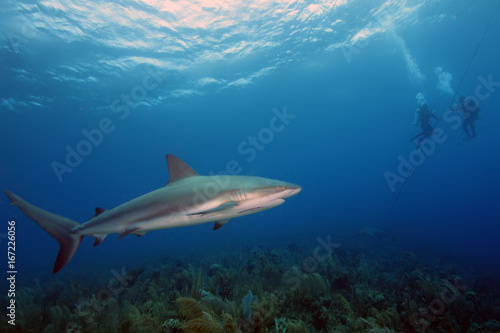 The Caribbean reef shark (Carcharhinus perezii) in the foreground, in the background two divers at the rope © Karlos Lomsky
