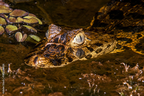 Jacaré-de-papo-amarelo (Caiman latirostris) | Broad-snouted caiman