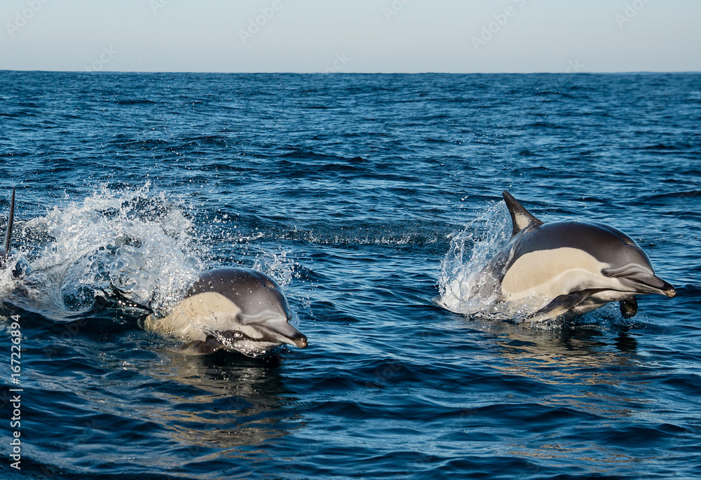 Obraz premium Pod of common dolphins swimming along the surface, image taken during the sardine run, east coast of South Africa.