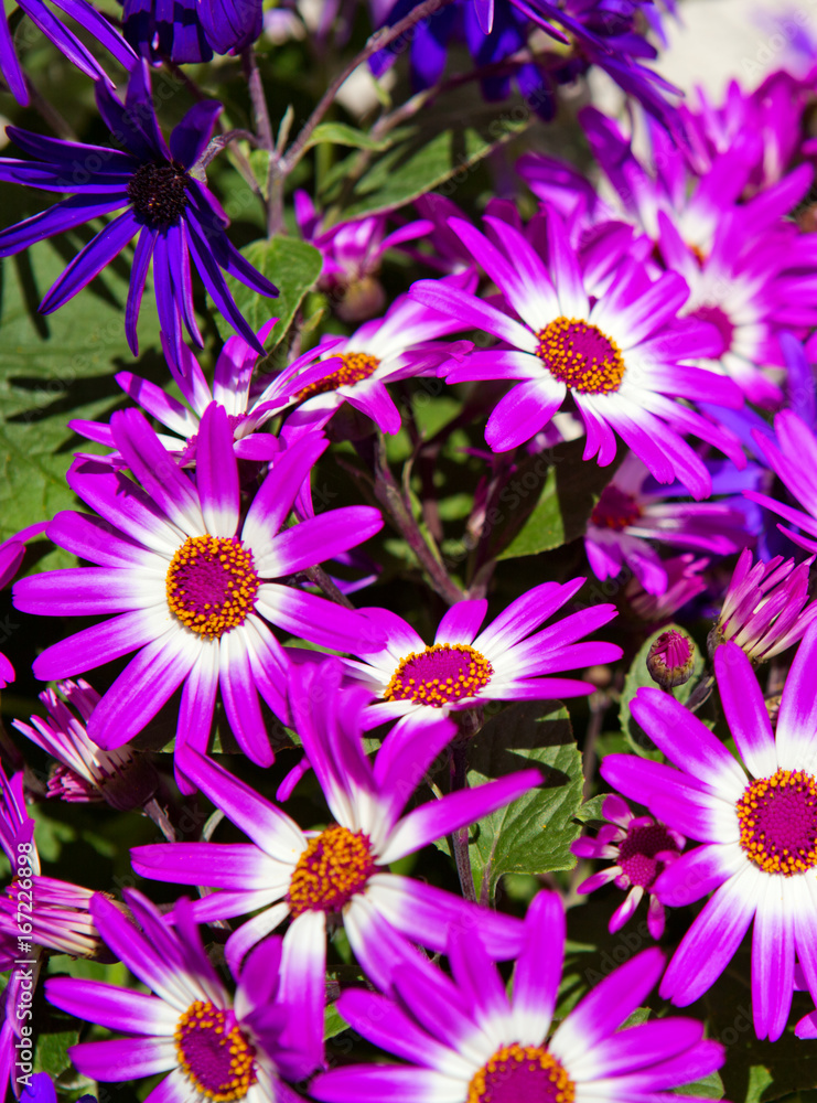 Pericallis flowers bouquet. Pericallis flowers bouquet.