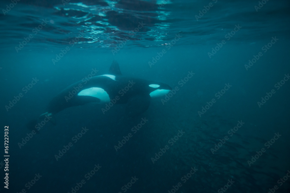 Obraz premium Male orca feeding on herring, northern Norway.