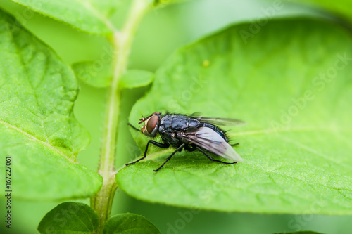 Summer landscape. Insect fly on green leaf, macro