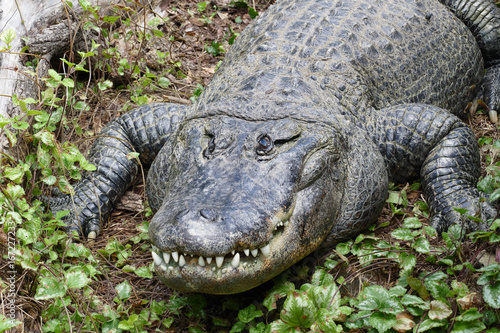 american aligator