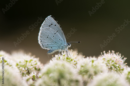 Holly blue (Celastrina argiolus) nectaring on hogweed. Female British insect in the family Lycaenidae feeding with underside visible