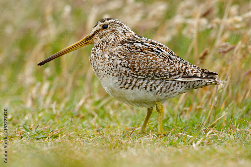 Bird Snipe, portrait in green grass. Bird Snipe, portrait in green grass.