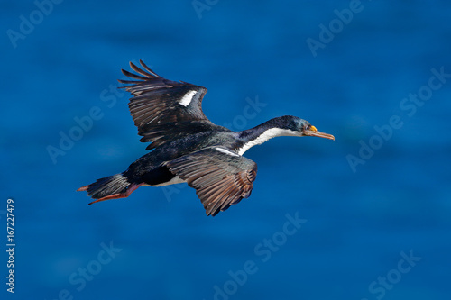 Flying sea bird. Imperial Shag  Phalacrocorax atriceps  cormorant in flight. Dark blue sea and sky with fly bird  Falkland Islands. Bird in flight. Action bird flight scene. Flying bird open wings.