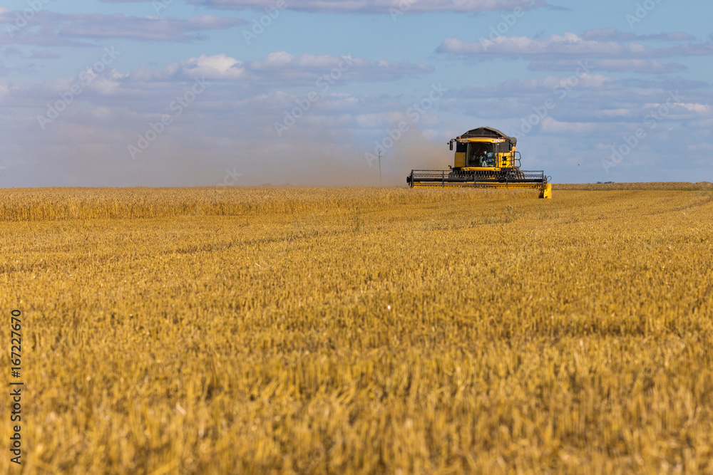Fototapeta premium Yellow combine harvester on a wheat field with blue sky