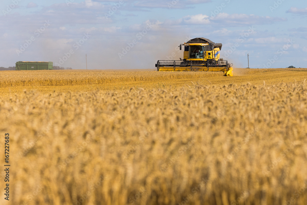 Obraz premium Yellow combine harvester on a wheat field with blue sky