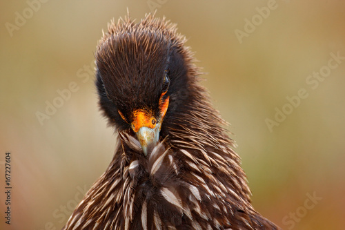 Close-up Portrait of birds of prey Strieted caracara, Phalcoboenus australis. Caracara sitting in the grass in Falkland Islands, Argentina. Caracara in the nature habitat. Detail portrait of caracara. photo