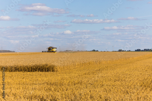 Yellow combine harvester on a wheat field with blue sky © Rob Rye