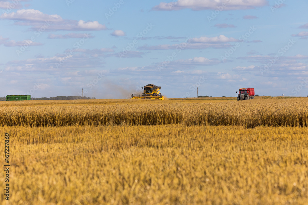 Fototapeta premium Yellow combine harvester on a wheat field with blue sky
