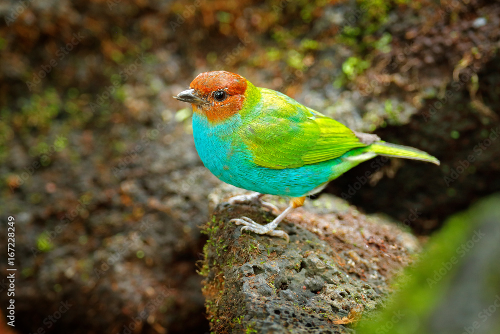 Obraz premium Bay-headed Tanager, Gyrola toddi, exotic tropic blue tanager with red head, Costa Rica. Blue and green songbird in the nature habitat. Beautiful blue exotic tropic bird. Bird from rocky forest.