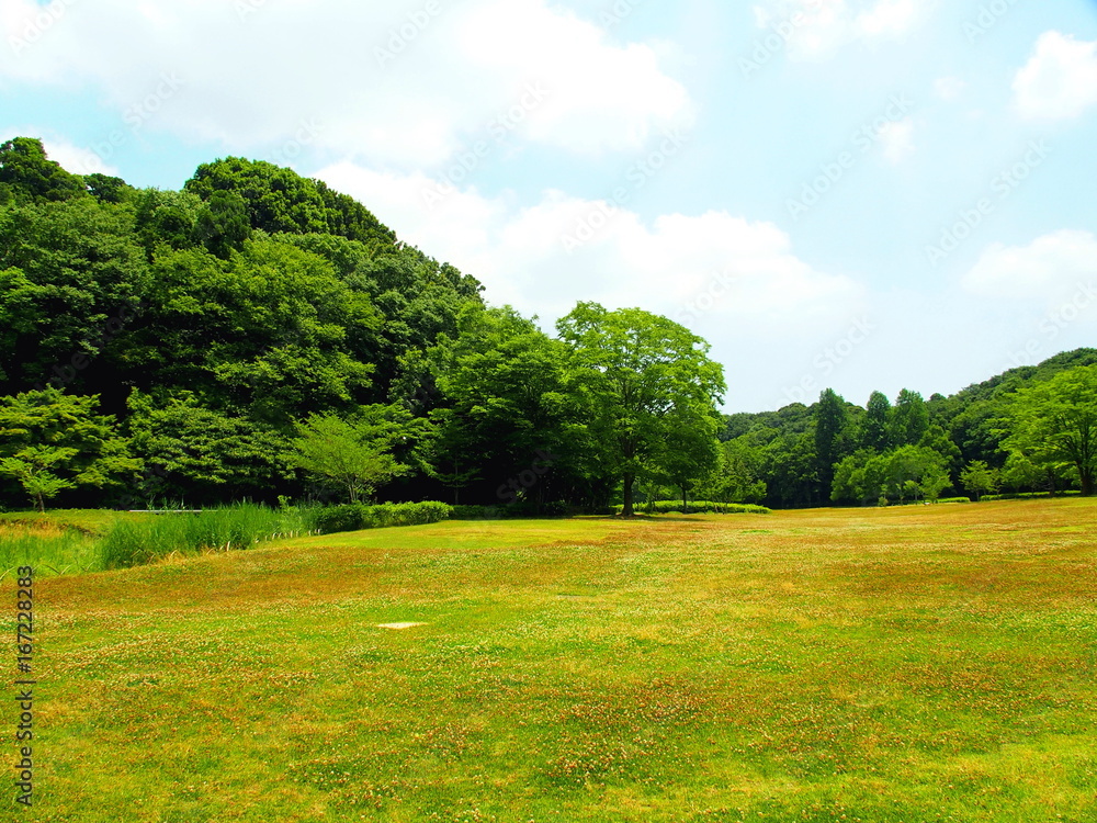 Obraz premium 初夏の公園風景