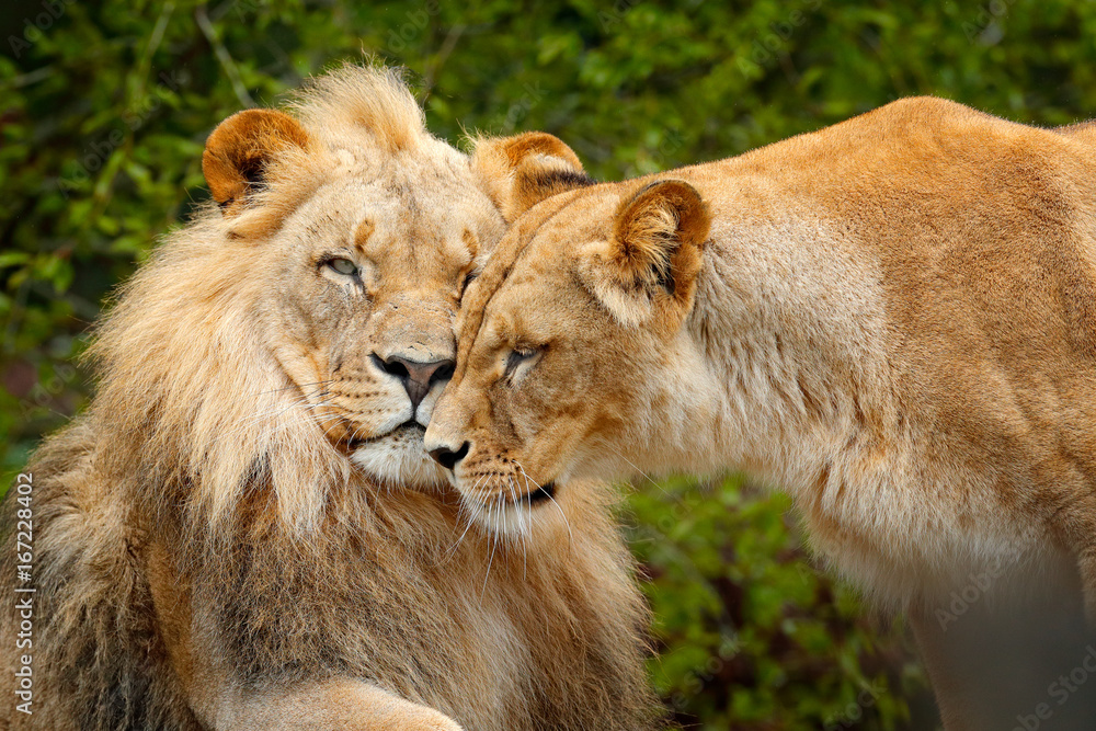 Fototapeta premium Portrait of pair of African lions, Panthera leo, detail of big animal, evening sun, Chobe National Park, Botswana, Africa. Cat in nature habitat. Face portrait. Greeting of cats, male and female.
