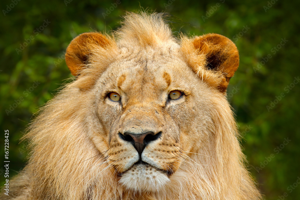 Portrait of African lion, Panthera leo, detail of big animal, evening sun, Chobe National Park, Botswana, South Africa. Big cat in the nature habitat. Face portrait. Beautiful evening, lion in Africa