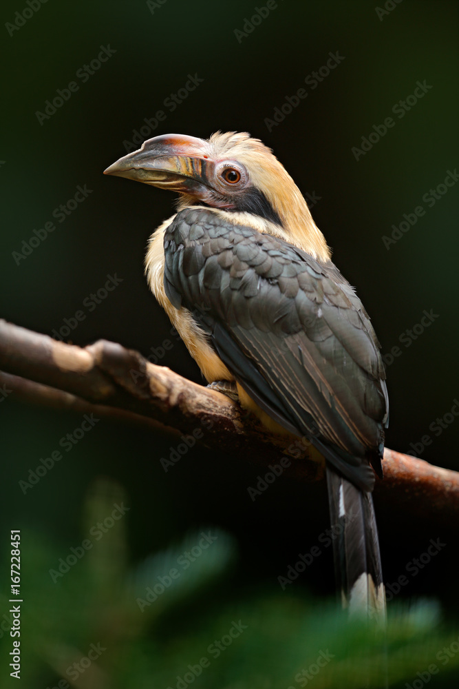 Luzon Hornbill, Penelopides manillae, in nature habitat. Rare exotic bird detail eye portrait. Big red eye. Beautiful jungle hornbill, wildlife scene from nature. Hornbill from Philippines, Asia. Luzon Hornbill, Penelopides manillae, in nature habitat. Rare exotic bird detail eye portrait. Big red eye. Beautiful jungle hornbill, wildlife scene from nature. Hornbill from Philippines, Asia.