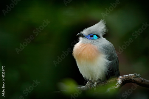 Bird from Madagascar. Crested Couna, Coua cristata, rare grey and blue bird with crest, in nature habitat. Couca sitting on the branch, Madagascar. Birdwatching in Africa. Bird hidden green vegetation