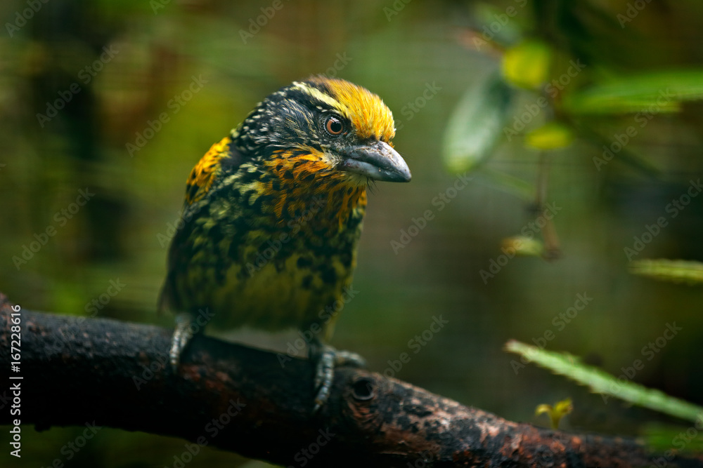 Barbet from Brazil. Gilded Barbet, Capito auratus, Ecuador. Yellow toucan from Ecuador. Bird from jungle. Beautiful bird from tropic forest. Exotic animal in the nature habitat. Amazon, Brazil. Barbet from Brazil. Gilded Barbet, Capito auratus, Ecuador. Yellow toucan from Ecuador. Bird from jungle. Beautiful bird from tropic forest. Exotic animal in the nature habitat. Amazon, Brazil.