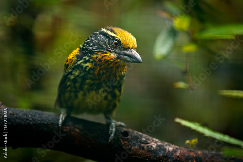 Barbet from Brazil. Gilded Barbet, Capito auratus, Ecuador. Yellow toucan from Ecuador. Bird from jungle. Beautiful bird from tropic forest. Exotic animal in the nature habitat. Amazon, Brazil.