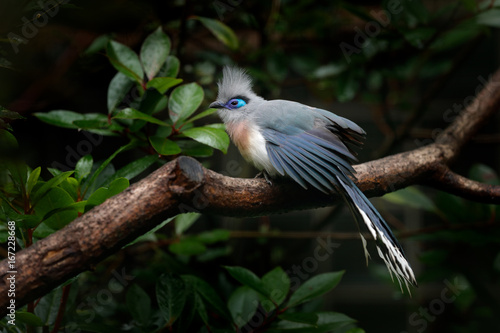 Crested Couna, Coua cristata, rare grey and blue bird with crest, in nature habitat. Couca sitting on the branch, Madagascar. Birdwatching in Africa. Bird hidden green vegetation. Bird from Madagascar photo