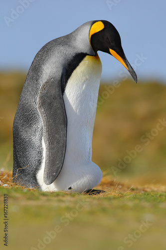 Funny image from nature, penguin in the grass. King penguin, Aptenodytes patagonicus sitting in grass with blue sky, Falkland Islands, Wildlife scene, nature. Breading session, bid with egg in plumage