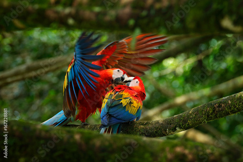Two beautiful parrot on tree branch in nature habitat. Green habitat. Pair of big parrot Scarlet Macaw, Ara macao, two birds sitting on branch, Brazil. Wildlife love scene from tropic forest nature.