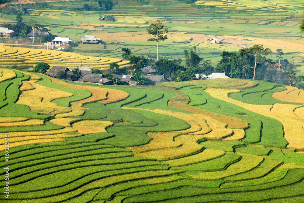Rice fields on terraced of Mu Cang Chai, YenBai, Vietnam. Rice fields prepare the harvest at Northwest of Vietnam