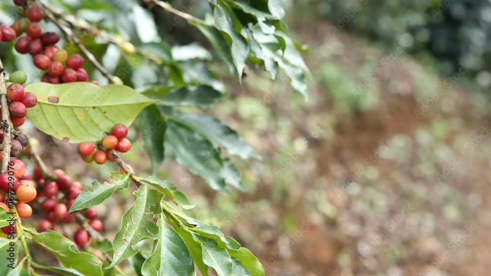 coffee beans at the plantation coffee beans at the plantation