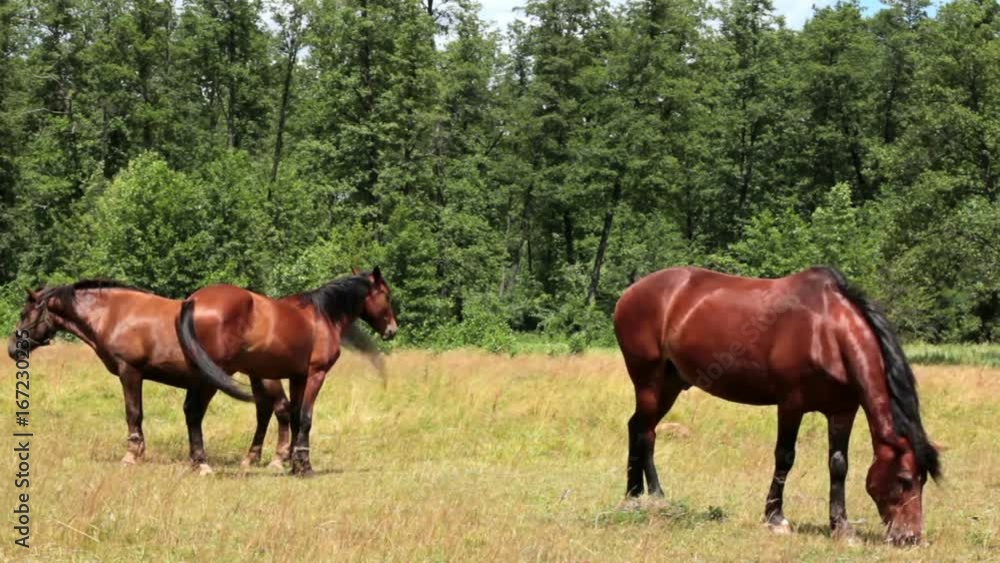 Horse And Foal On Pasture Horse And Foal On Pasture