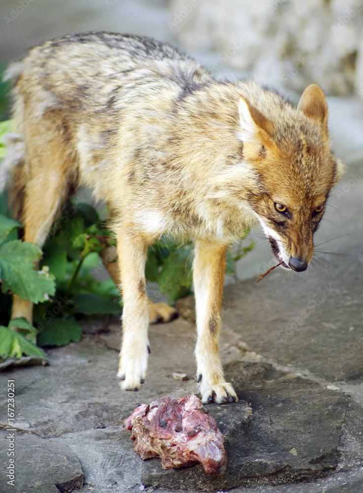 Fototapeta premium Jackal