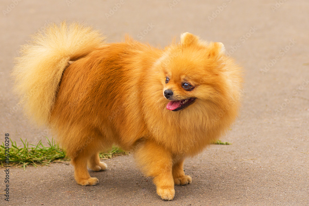 Dog Spitz Close-up