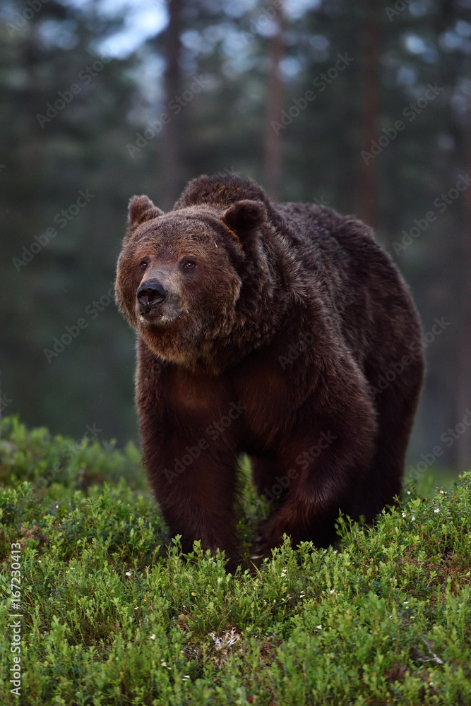 Big male brown bear at night in the forest