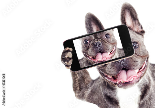 French Bulldog dog Does selfie on the phone